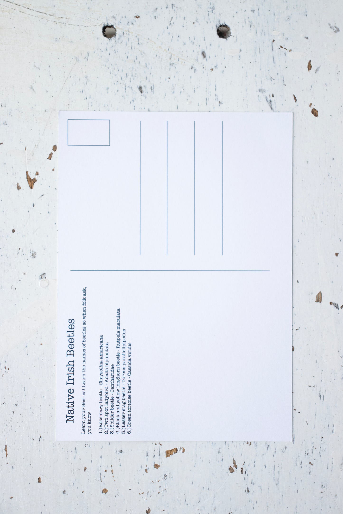 Brown beetle postcard