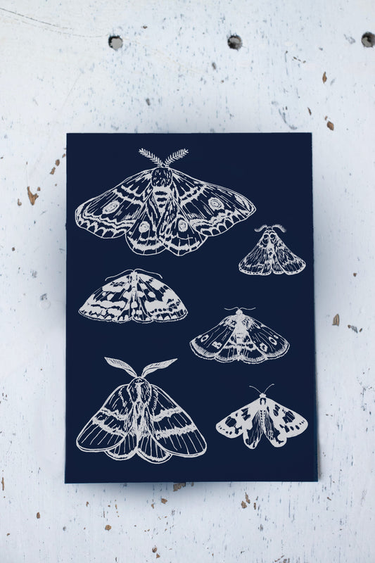 Midnight blue moth postcard