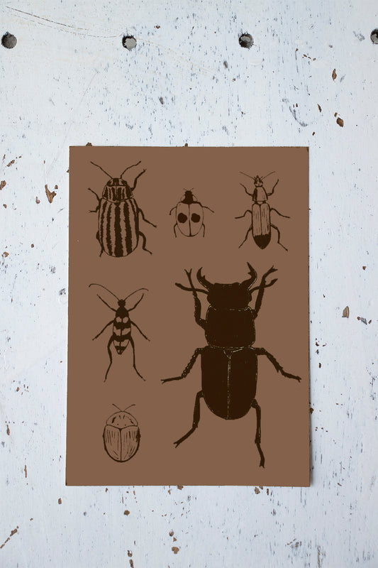 Brown beetle postcard