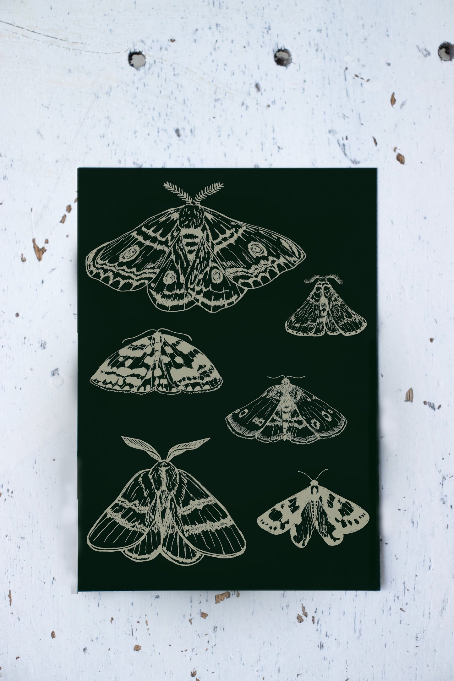 Forest green moth postcard