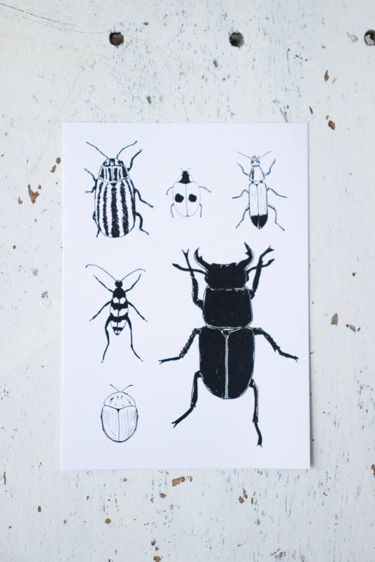 White beetle postcard