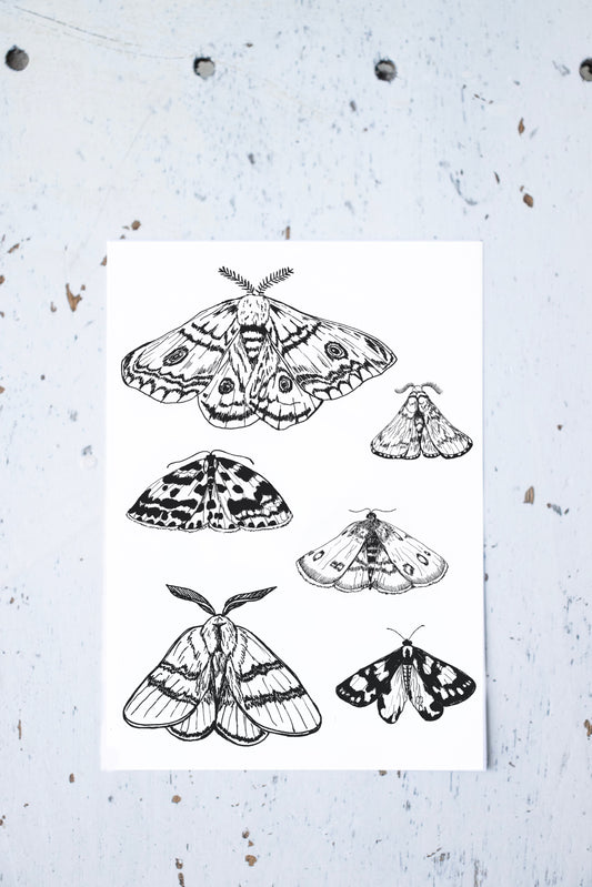 White moth postcard